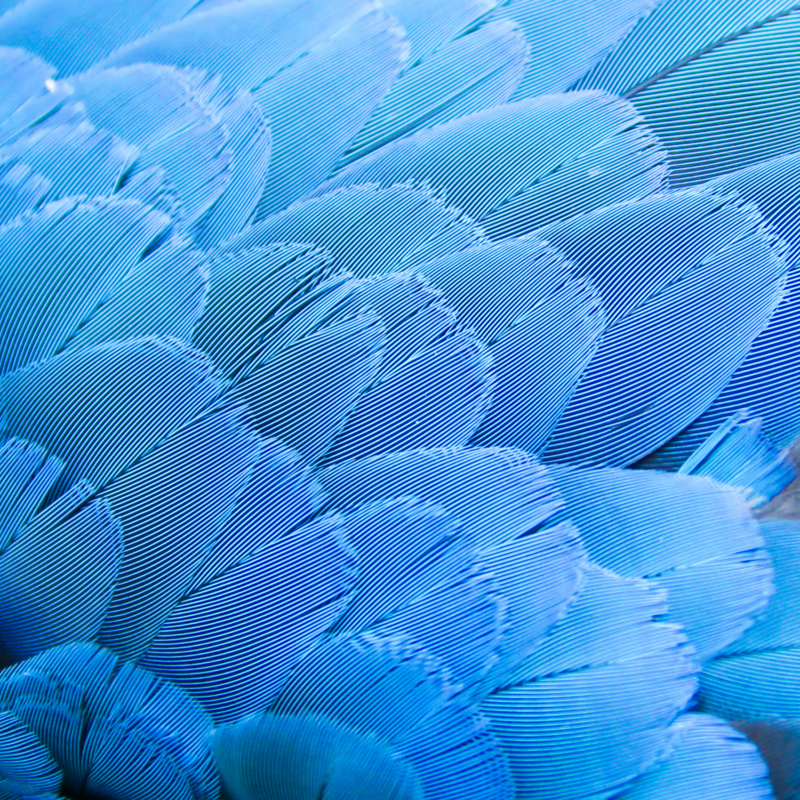 Peacock feather texture